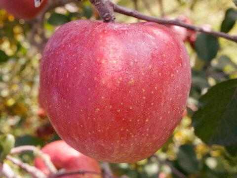 りんご・サンふじ | 農畜産物情報 | JA松本ハイランド