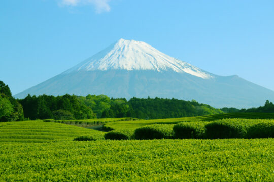 エーコープ銘茶 | JA相模原市