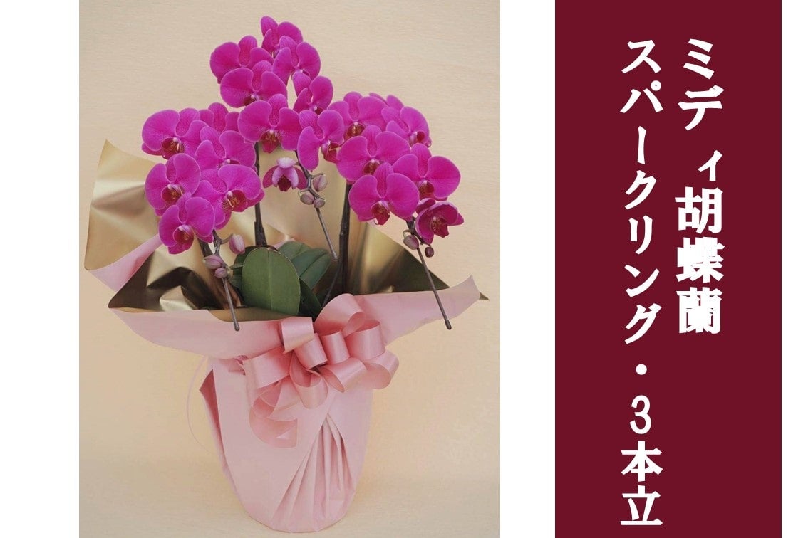 ミディ胡蝶蘭・スパークリング_3本立: JA全農かながわ|【JAタウン