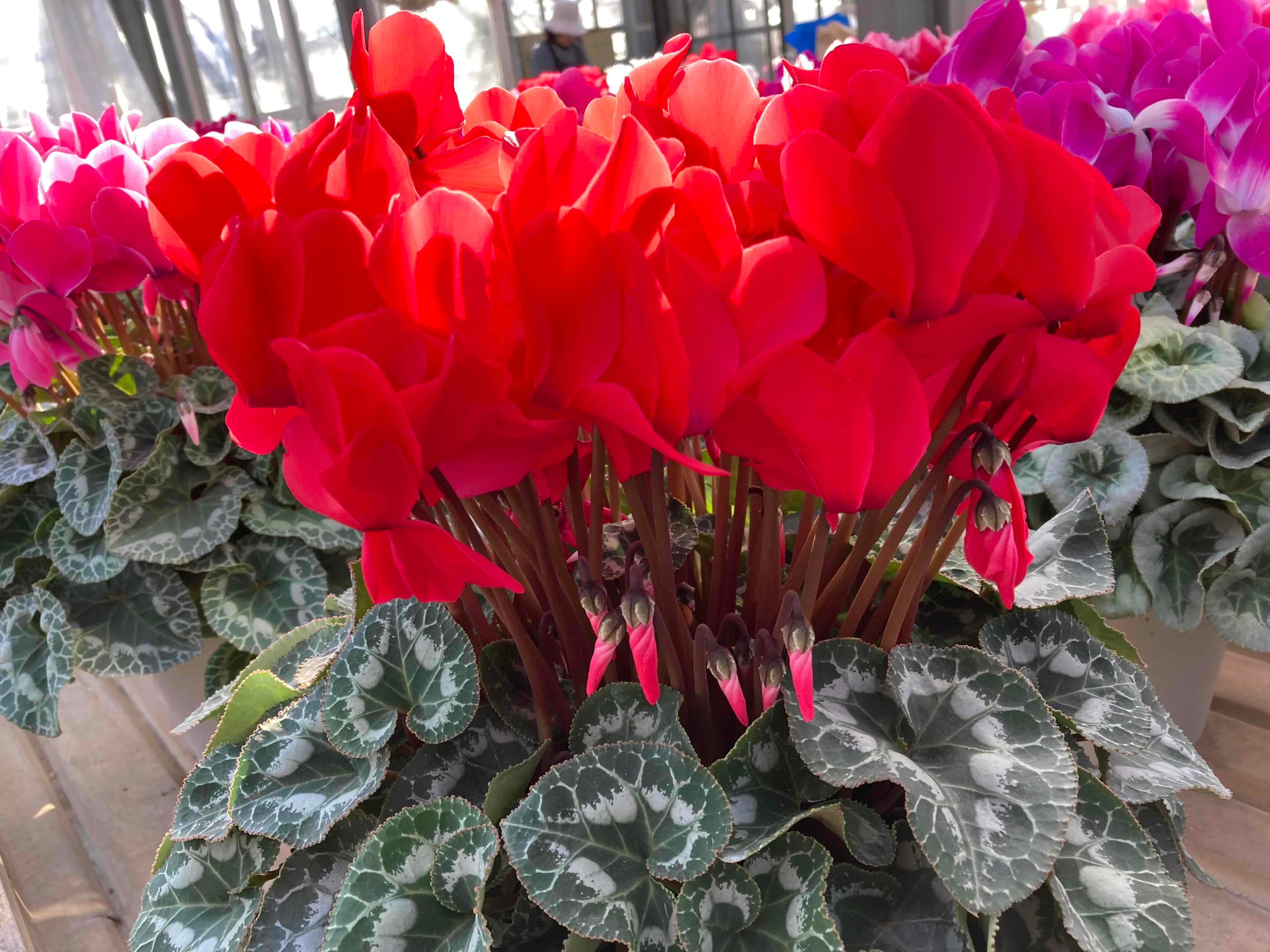 シクラメン 6号鉢【シュトラウス】: JA全農かながわ|【JAタウン