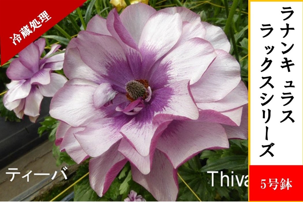 ラナンキュラス ラックスシリーズ【ティーバ】5号鉢（冷蔵処理）: JA