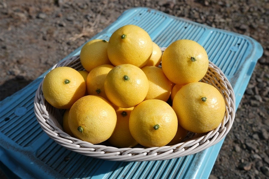 湘南ゴールド（約3kg）MSサイズ: JA全農かながわ|【JAタウン