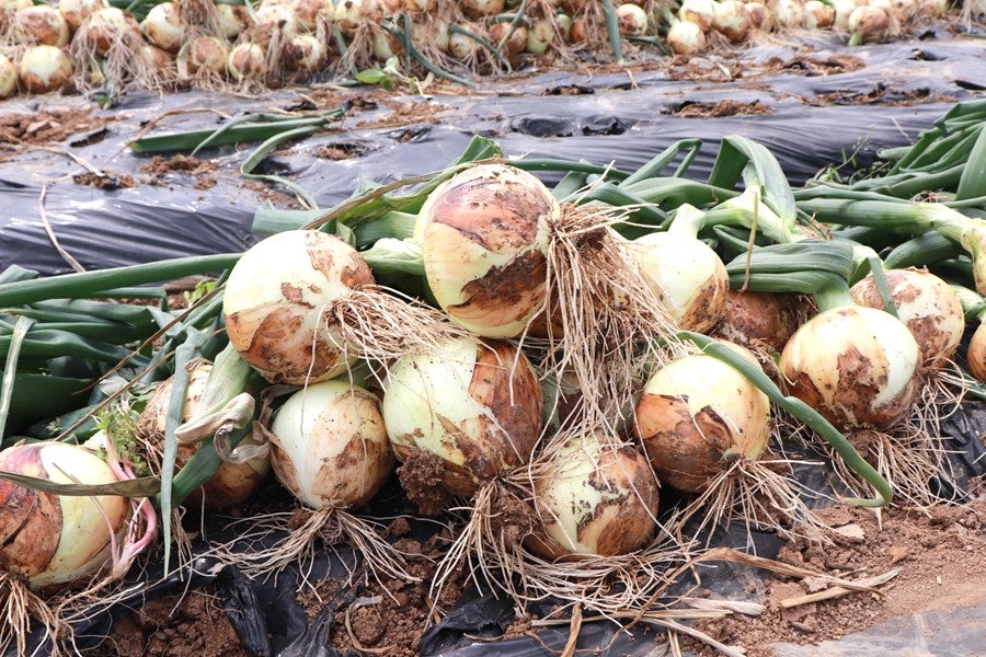 予約販売】C 長崎県産 新たまねぎ 約10kg ※4/6より順次出荷予定 JA