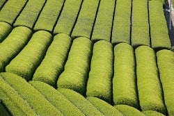 ☆クーポン使用で表示価格より20％OFF！☆ エーコープ 煎茶 宝玉 100g