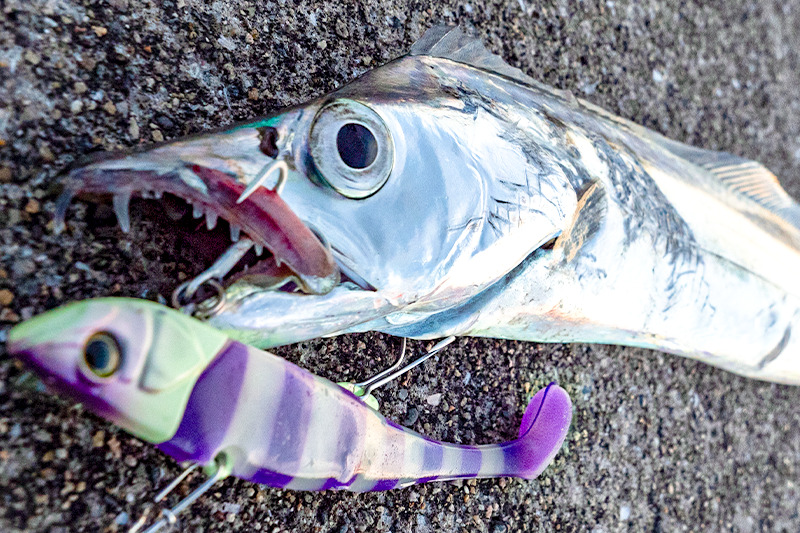 訳あり ジャッカル スキャッドウォール 62 SCADWALL - SALT WATER 海