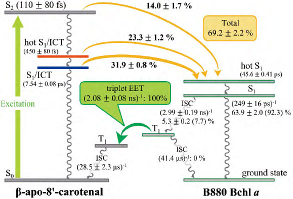 カロテノイド：構造と機能から見る新たな視点 | JAIMA 一般社団法人