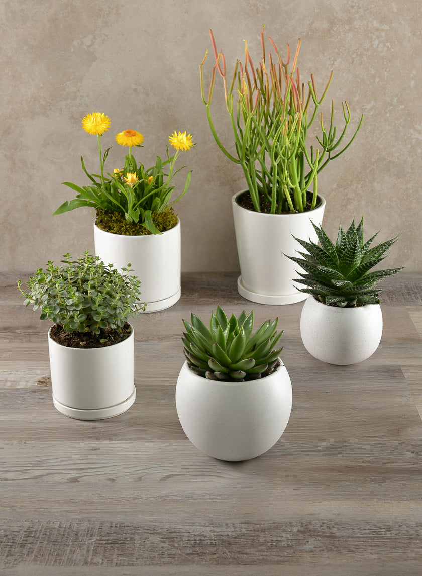 7in Tall Rouen White Ceramic Pot with Saucer, Set of 2 – Jamali Garden