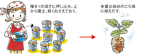 エダマメ | 家庭菜園のススメ | JAしみず