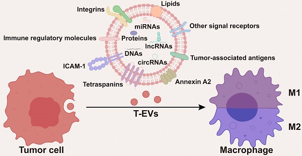 Tumor Cell-derived Extracellular Vesicles in Modulating Phenotypes