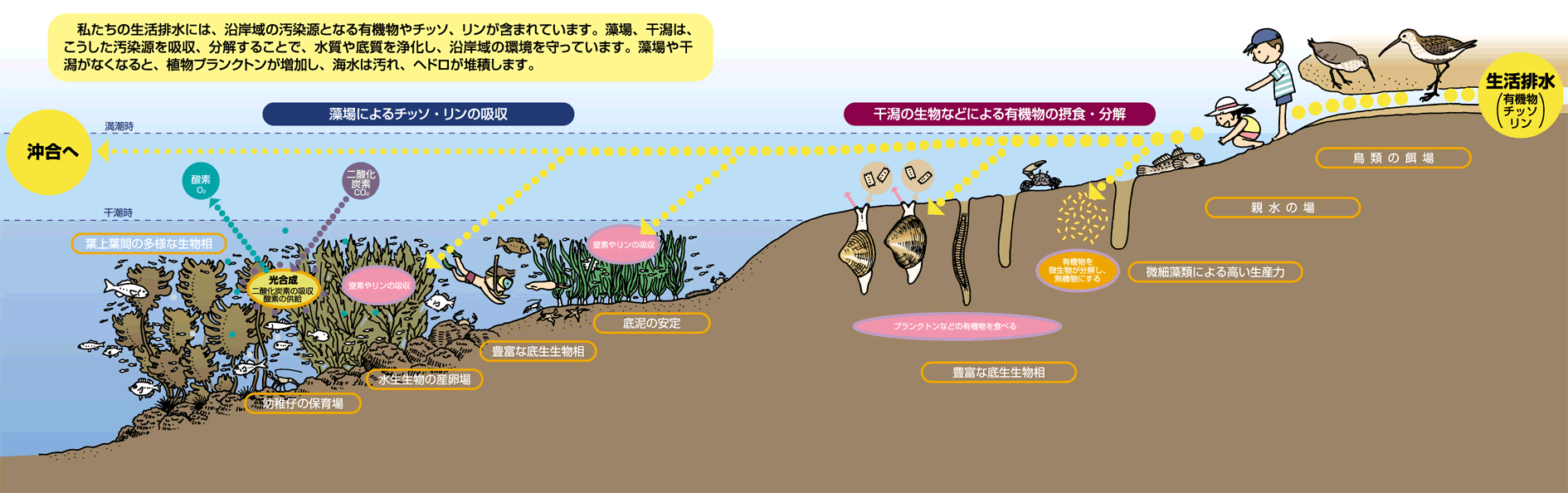 藻場の働きと現状：水産庁
