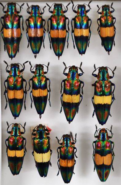 画像・写真：国立科学博物館標本資料センター(58/68)：時事ドットコム