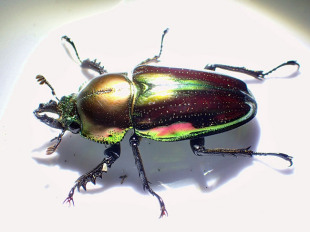 虹色のクワガタとの遭遇 豪キュランダの旅2 昆虫記者のなるほど探訪