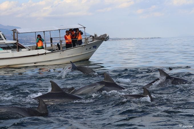 野生イルカ200頭「奇跡の海」で何が…？◇熊本・天草、観光業者と