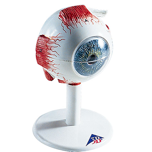 人体模型 眼球/3倍大