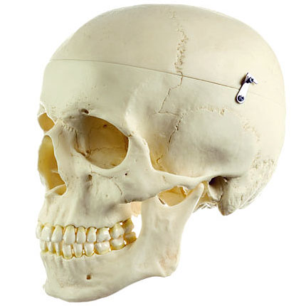 人体模型 頭蓋骨分解模型（3分解） ソムソ社