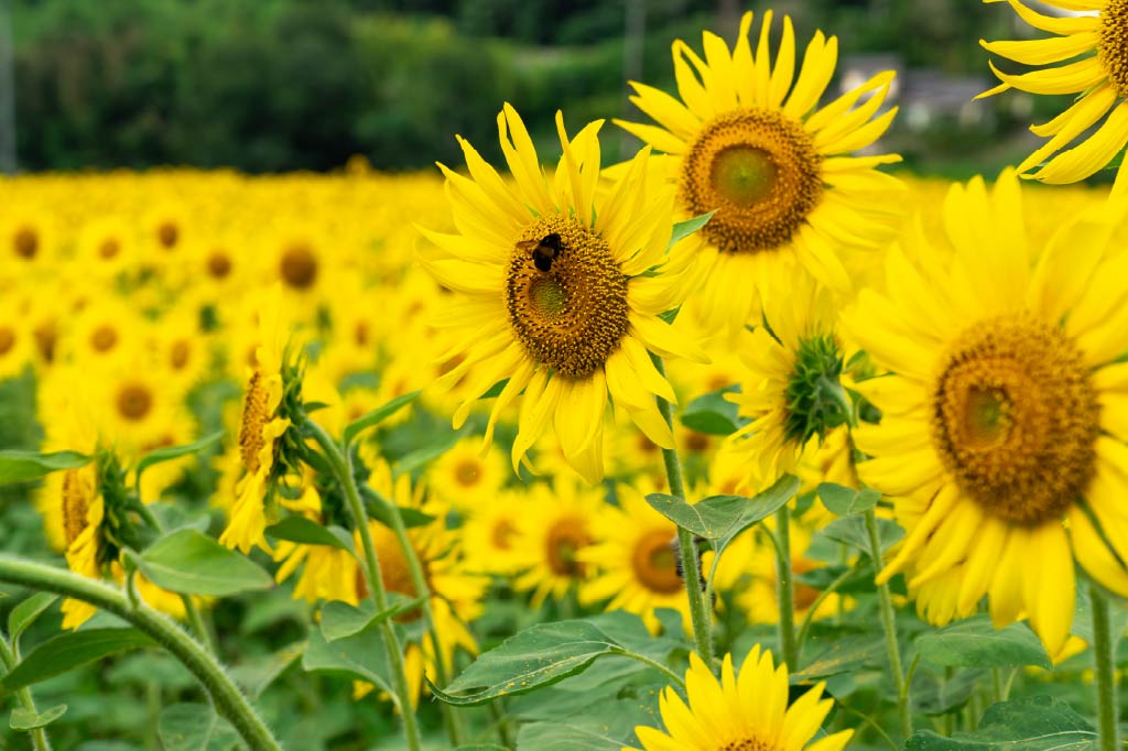 牟佐大久保ひまわり畑、開花！2024年7月27日(土)・28日(日)はマルシェ
