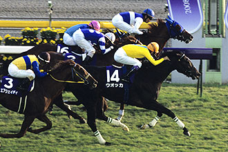 JRAホームページ｜データファイル｜競走成績データ