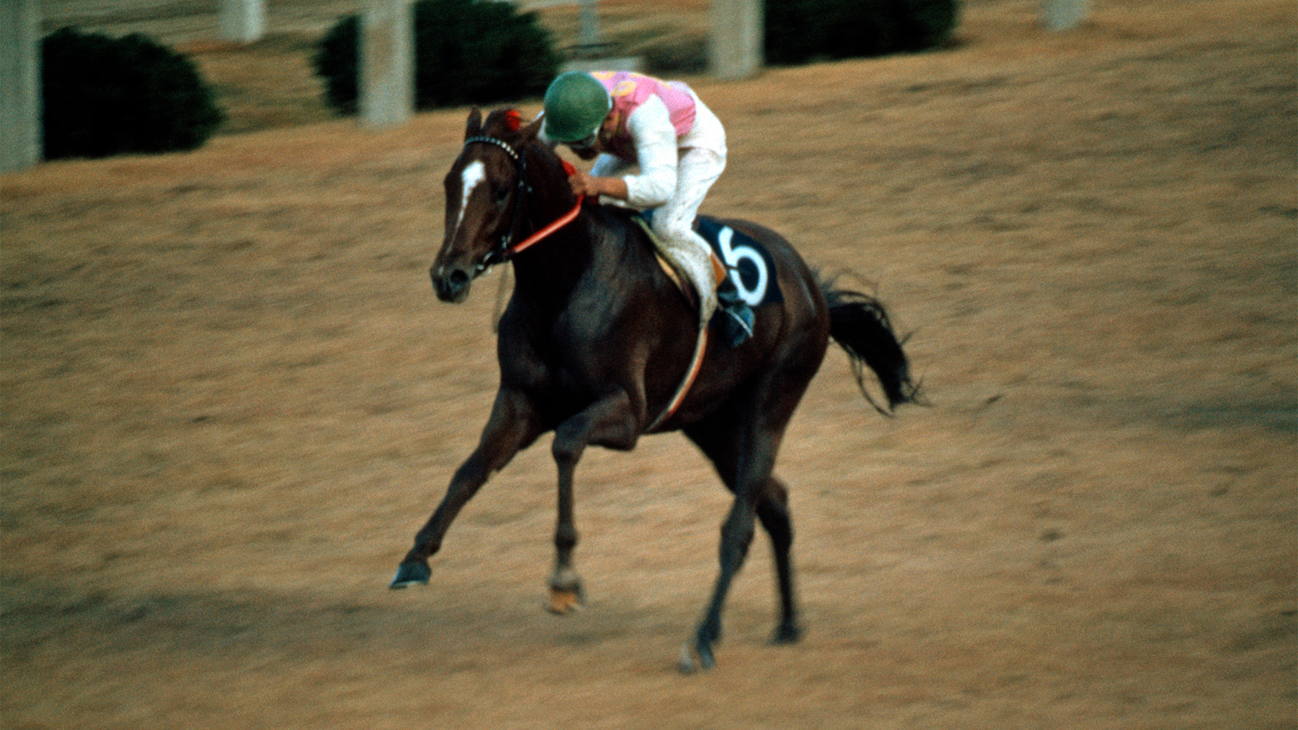 テンポイント：競馬の殿堂 JRA