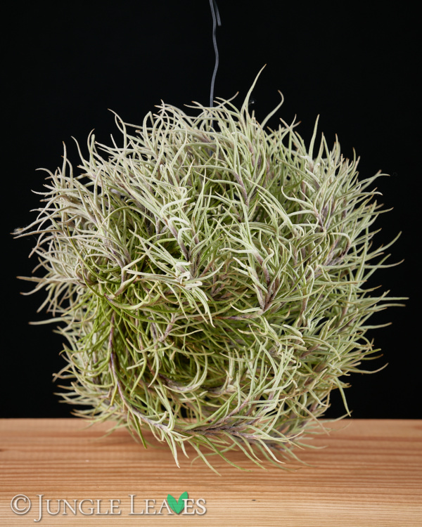 Tillandsia capillaris 3,99€ - Jungle Leaves