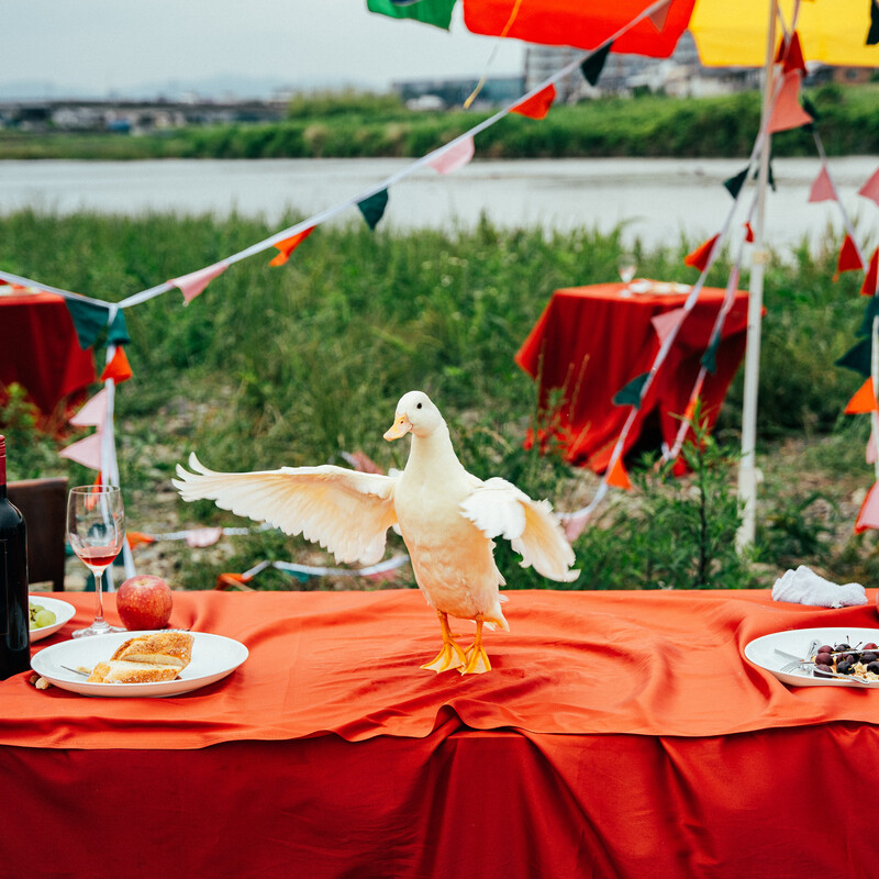 ズーカラデル | 大喝采 | ビクターエンタテインメント
