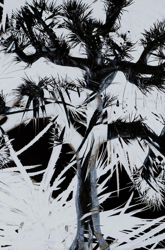 Plastic Tree | Plastic Tree（完全生産限定盤） | ビクター