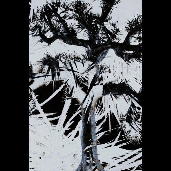 Plastic Tree | Plastic Tree（完全生産限定盤） | ビクター