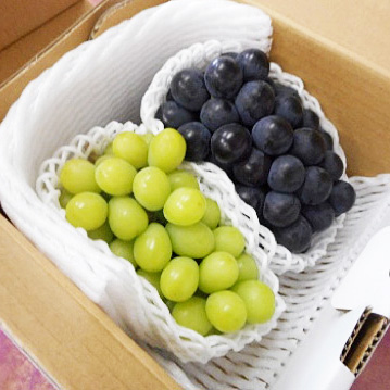 信州の秋ギフトセット】巨峰・シャインマスカットの詰め合わせ｜桔梗ヶ