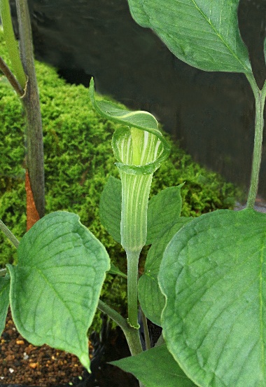 四季の山野草（カラフトヒロハテンナンショウ）