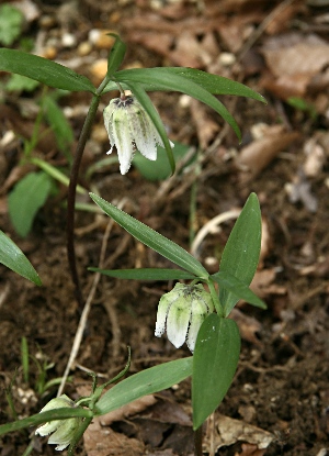 四季の山野草（コシノコバイモ）