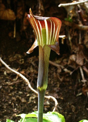 山野草 アマギテンナンショウ 中2球 開花するかも 四季の山野草（ミミ