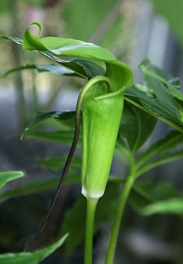 四季の山野草（シマテンナンショウ）