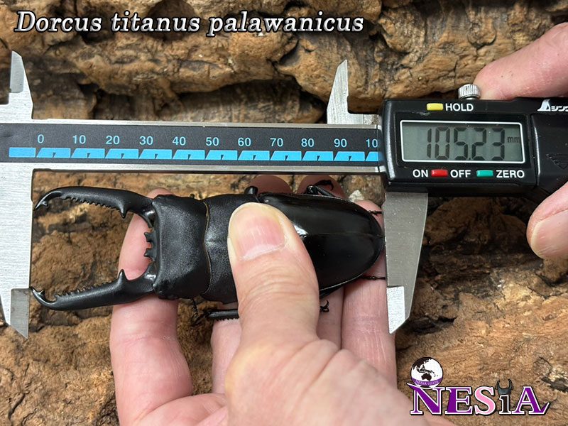 NESiA ONLINE SHOP / 大型極太血統『Palawan111』