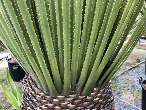 ダシリリオン・ミキワネンシス｜Dasylirion miquihuanensis | DESERT INC.