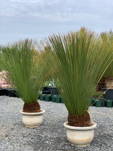 ダシリリオン・ロンギシマム｜Dasylirion longissimum | DESERT INC.