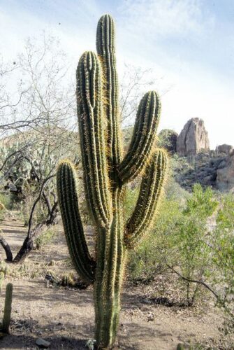 柱サボテン］トリコケレウス・トゥチェキ｜Trichocereus tercheckii