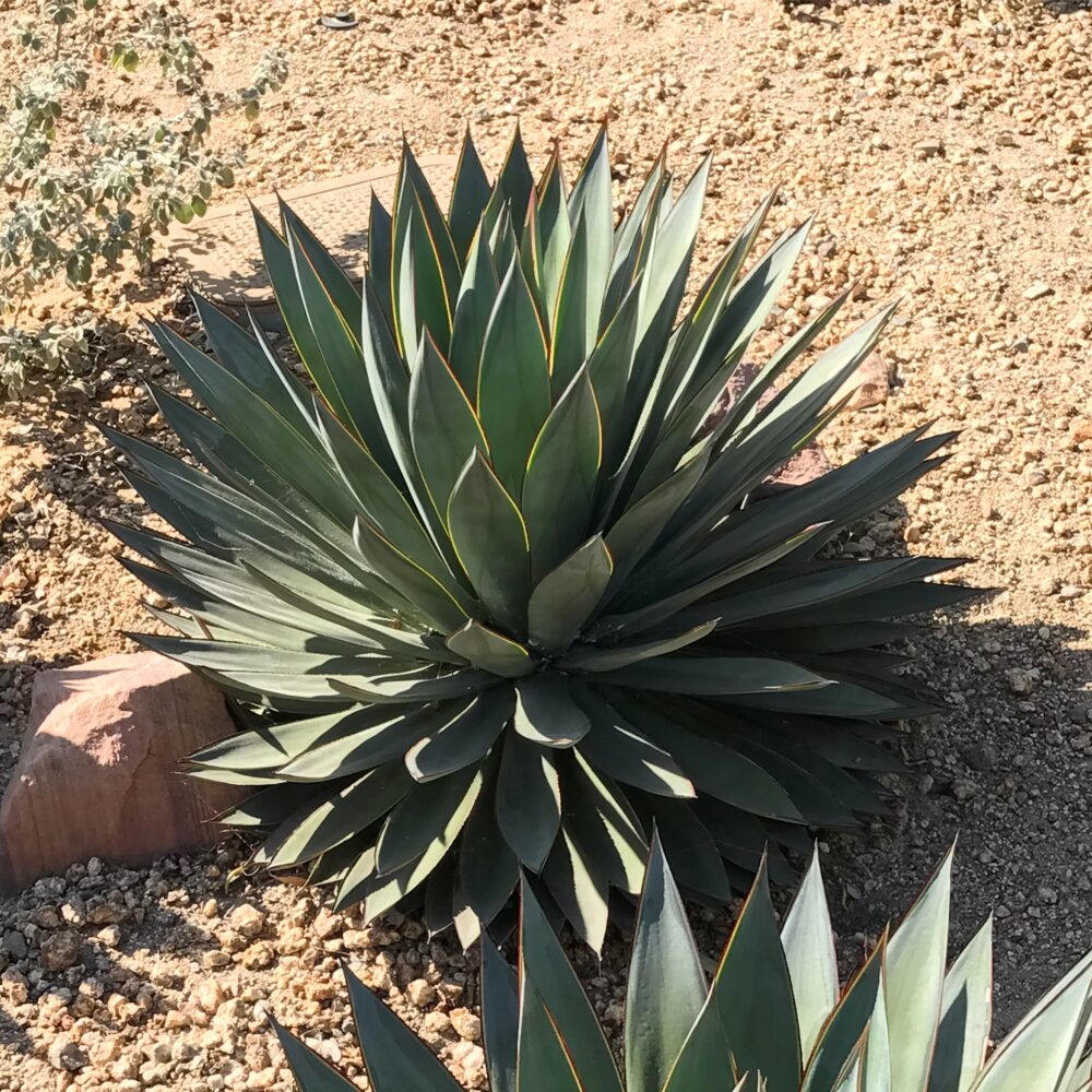 アガベ x ブルーグロー｜Agave x 'Blue Glow' | DESERT INC.