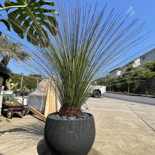 ダシリリオン・ロンギシマム販売中！ | DESERT INC.