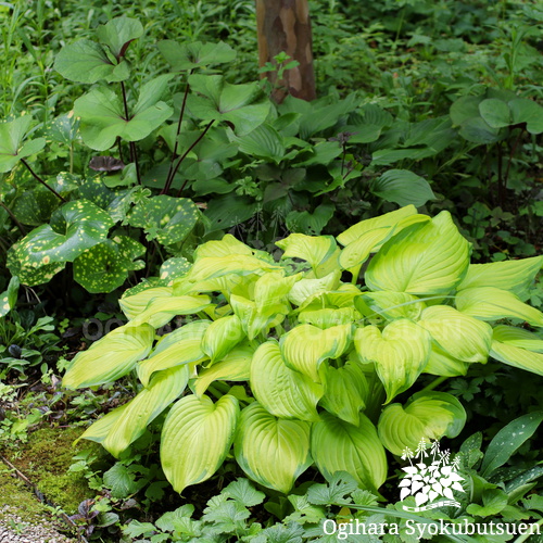 ギボウシ(ホスタ) 'ステンドグラス'｜おぎはら植物園