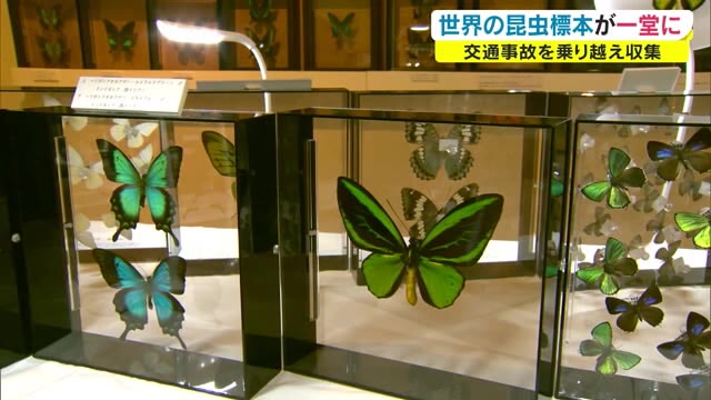 世界一美しいチョウとは…約2000点展示 交通事故から生還し昆虫