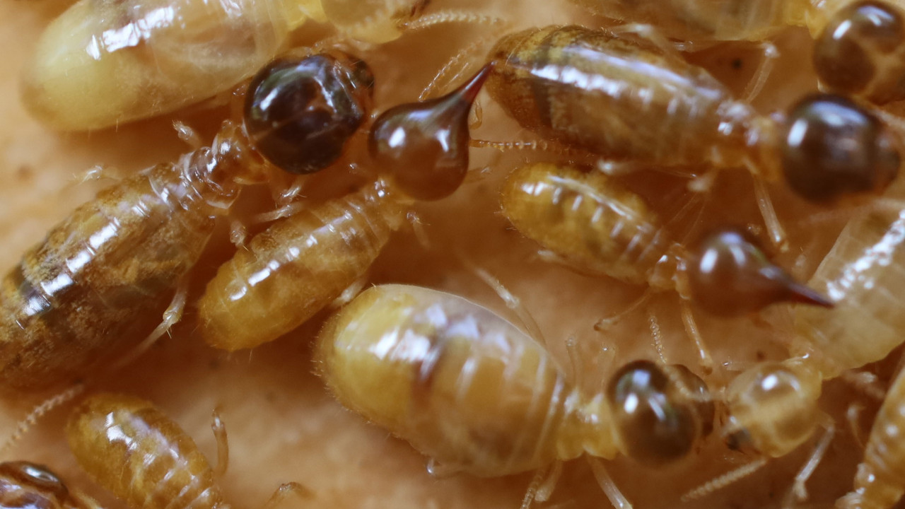 社会性を持つゴキブリ」シロアリの進化について有力仮説覆す | 沖縄