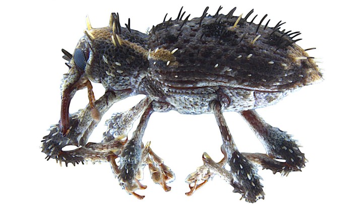 Japan's subtropical forests home to a newly discovered beetle