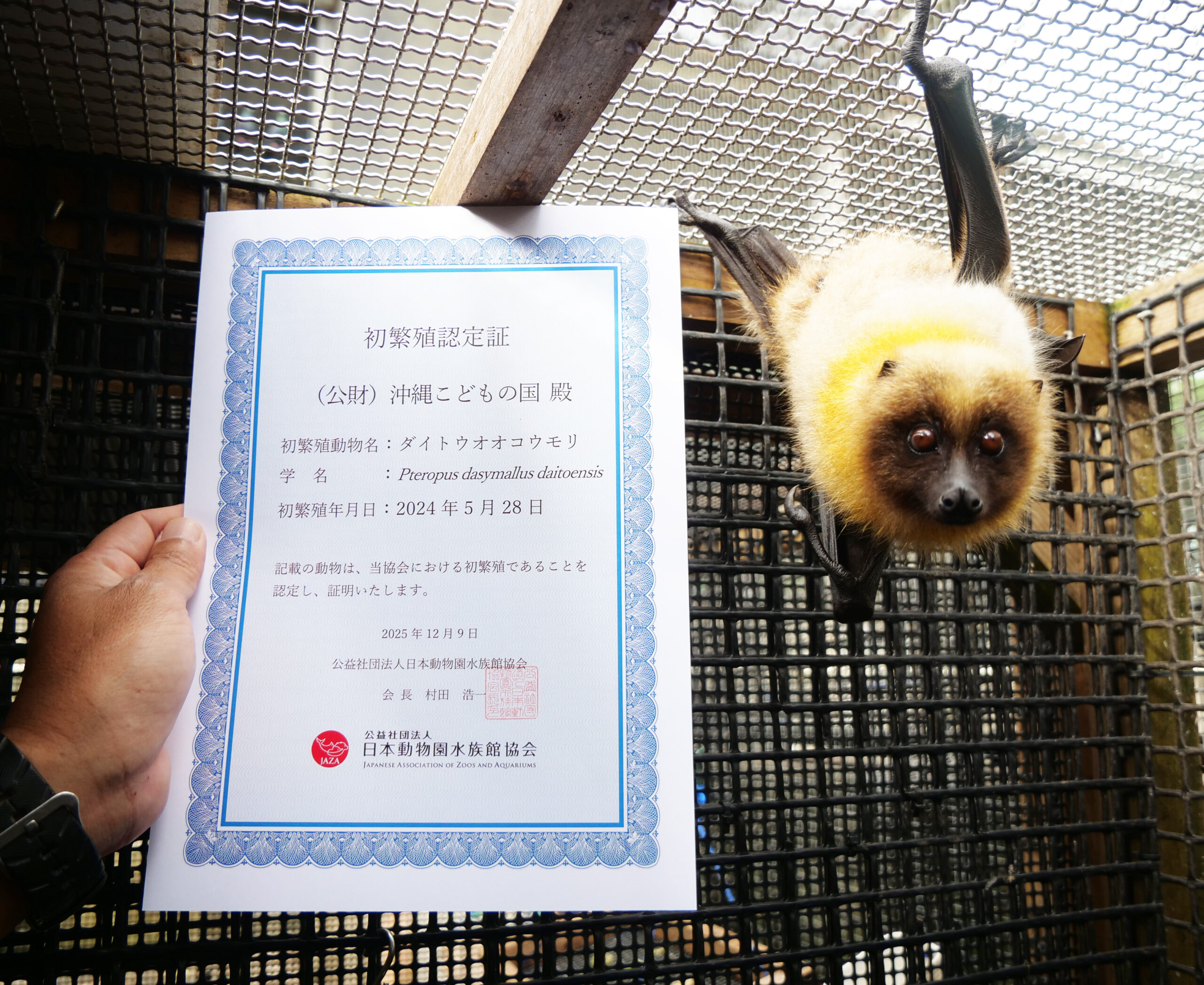初繁殖認定】ダイトウオオコウモリの初繁殖が認定されました！ | 沖縄