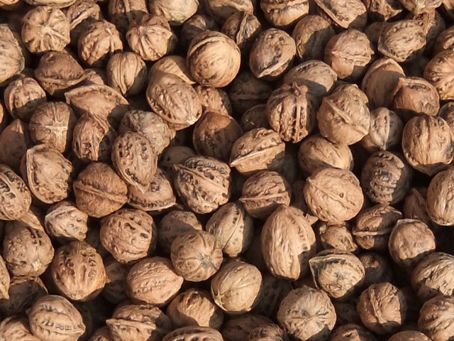 年末特別値下げL令和7年産 オニクルミ（鬼胡桃・鬼クルミ） 10kg 限定