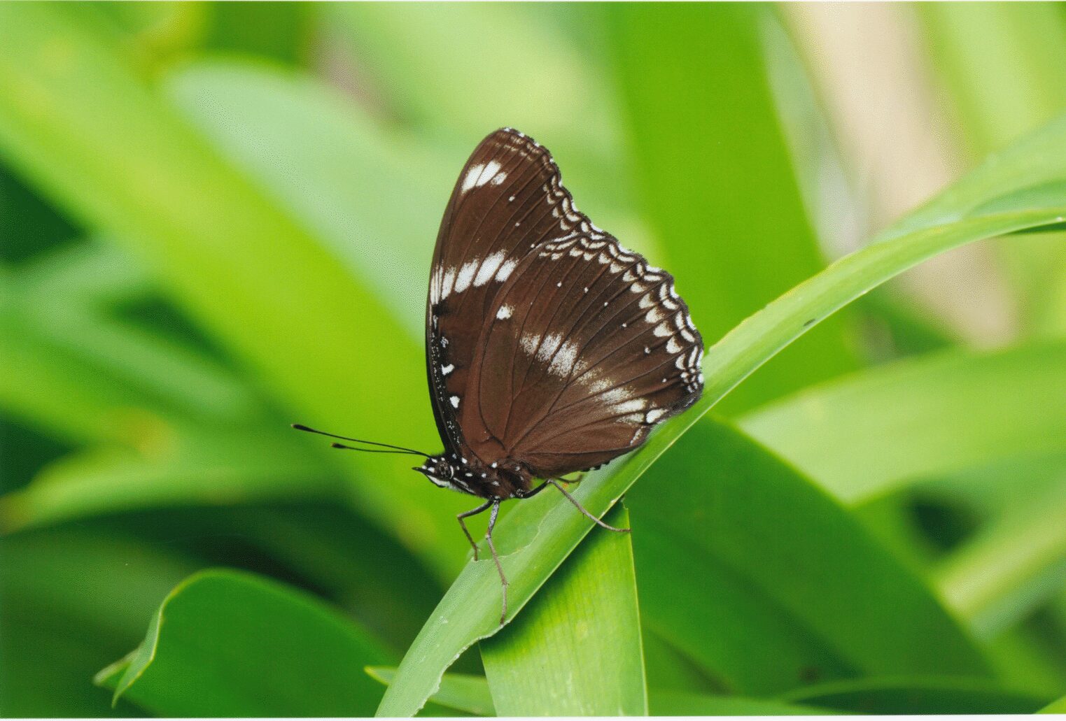 桶ヶ谷沼でリュウキュウムラサキが確認されました!!｜桶ケ谷沼を考える会