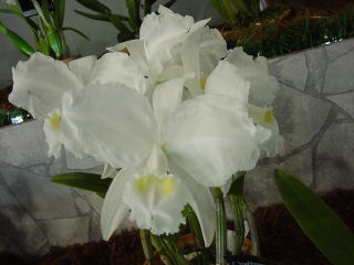 世界らん展日本大賞2003 原種カトレア Japan Grand Prix