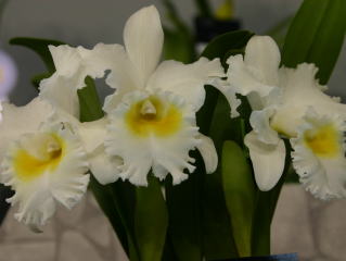 世界らん展日本大賞2004 カトレア交配種 Japan Grand Prix