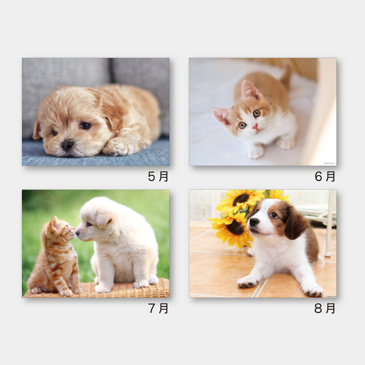 SA-346 ドッグ＆キャッツ2026年版の名入れカレンダーを格安で販売 - 名