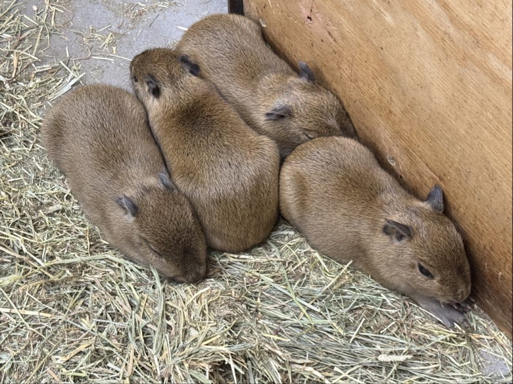 ⌖˚‎٭ ﴾祝﴿ ⌖˚‎٭カピバラの赤ちゃんが誕生しました！ | ECO日和｜動物