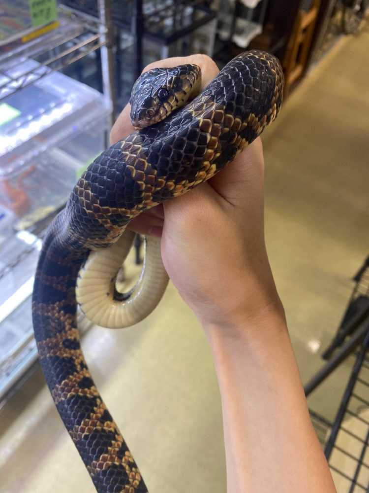 ショップゼミ》毒蛇！？ | 動物飼育ブログ｜動物 専門学校 大阪ECO動物