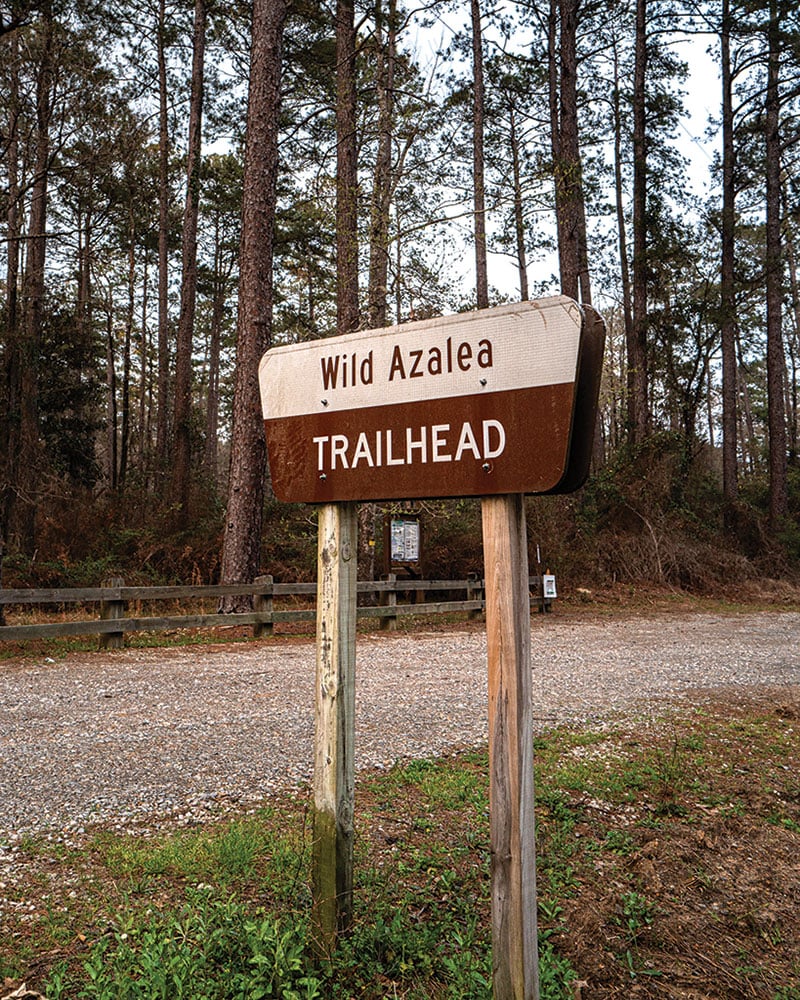 Looking for the Wild Azalea Trail - louisianalife.com